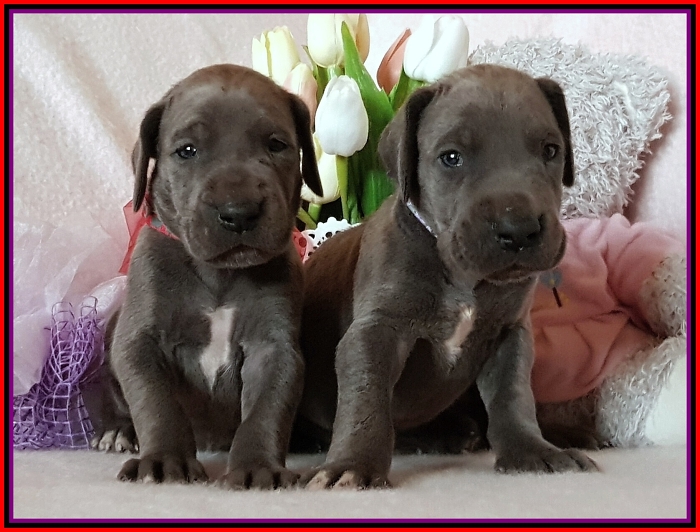 Litter Q - 3 weeks